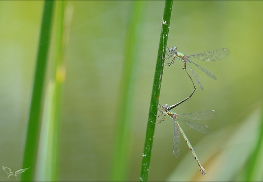 Chalcolestes viridis tandem Ove 01 (588 visits) Chalcolestes viridis tandem Ove 01