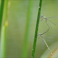 Chalcolestes viridis tandem Ove 01