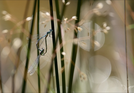 Coenagrion puella tandem-Bos 01 (592 visits) Coenagrion puella tandem-Bos 01