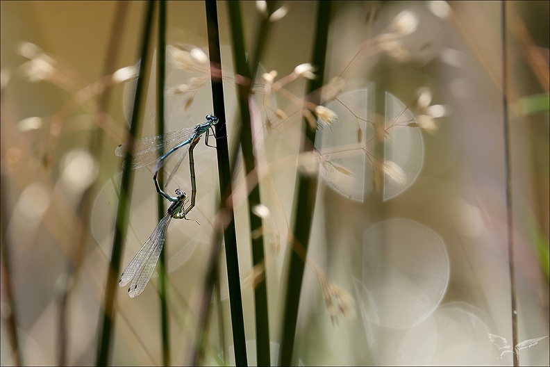 Coenagrion puella tandem-Bos 01