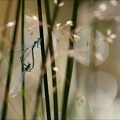 Coenagrion puella tandem-Bos 01