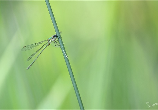 Chalcolestes viridis-les Oves 03 (472 visits) Chalcolestes viridis-les Oves 03