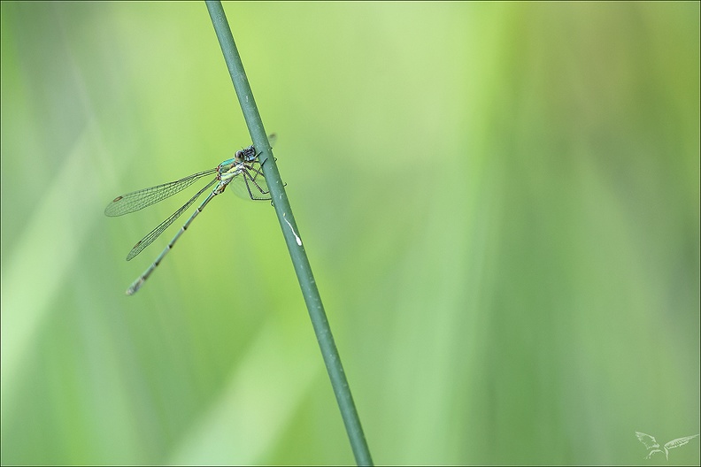 Chalcolestes viridis-les Oves 03
