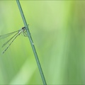 Chalcolestes viridis-les Oves 03