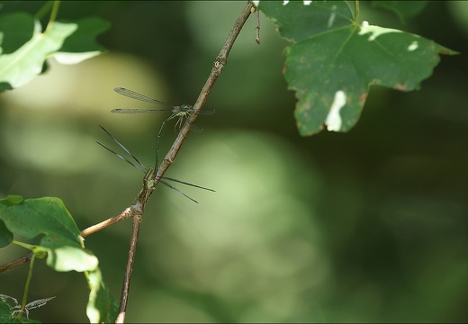 Chalcolestes viridis tandem Ove 04 (490 visits) Chalcolestes viridis tandem Ove 04