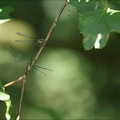 Chalcolestes viridis tandem Ove 04