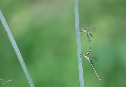 Chalcolestes viridis tandem Ove 03 (801 visits) Chalcolestes viridis tandem Ove 03