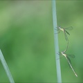Chalcolestes viridis tandem Ove 03