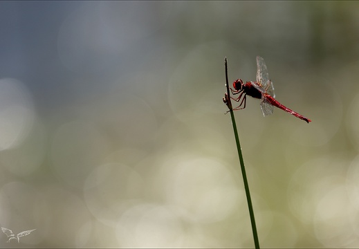 Crocothemis erythraea-les Oves 05 (410 visits) Crocothemis erythraea-les Oves 05