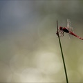 Crocothemis erythraea-les Oves 05