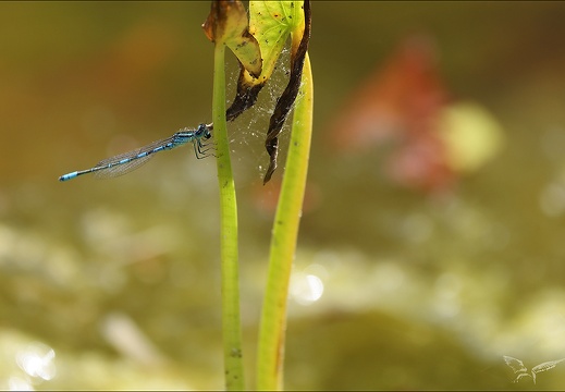 Coenagrion scitulum ♂-Oves 03 (1205 visits) Coenagrion scitulum ♂-Oves 03