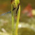 Coenagrion scitulum ♂-Oves 03