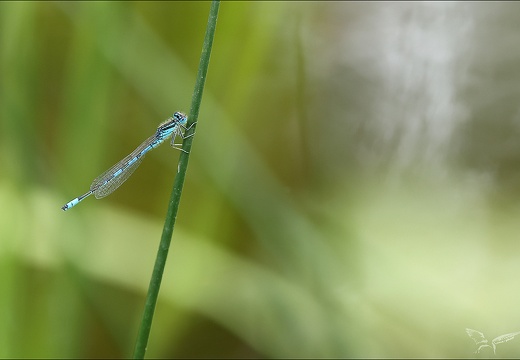 Coenagrion scitulum ♂-Oves 02 (809 visits) Coenagrion scitulum ♂-Oves 02