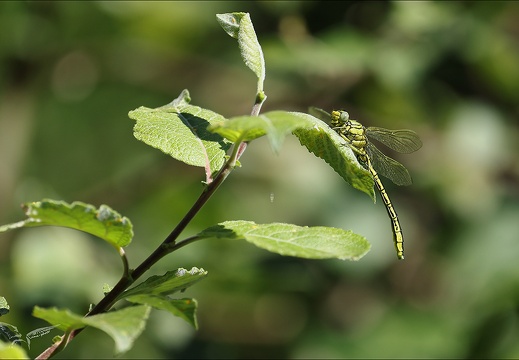 Gomphus pulchellus-Pélager 07 (605 visits) Gomphus pulchellus-Pélager 07