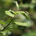 Gomphus pulchellus-Pélager 07