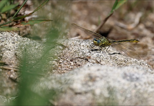 Gomphus pulchellus-Pélager 08 (834 visits) Gomphus pulchellus-Pélager 08