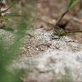 Gomphus pulchellus-Pélager 08
