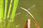 Ischnura elegans-Oves 01