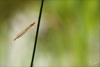 Sympecma fusca-Oves 03