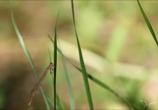 Sympecma fusca-les Oves 06 (566 visits) Sympecma fusca-les Oves 06