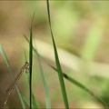 Sympecma fusca-les Oves 06