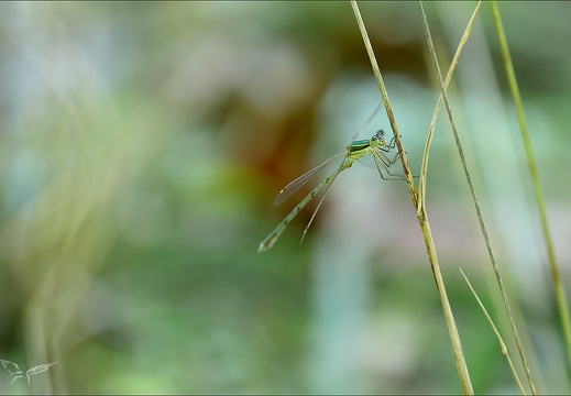 Lestes barbarus-les Oves 04 (493 visits) Lestes barbarus-les Oves 04