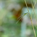 Lestes barbarus-les Oves 04