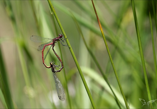 Pyrrhosoma nymphula- tandem 08 (607 visits) Pyrrhosoma nymphula- tandem 08