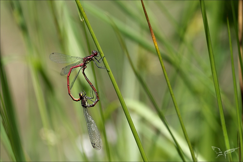 Pyrrhosoma nymphula- tandem 08