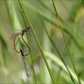 Pyrrhosoma nymphula- tandem 08