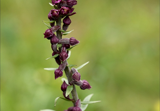 Epipactis atrorubens-Oyo 04 (330 visits) Epipactis atrorubens-Oyo 04