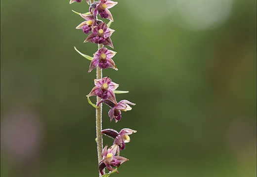 Epipactis atrorubens-Oyo 13 (317 visits) Epipactis atrorubens-Oyo 13