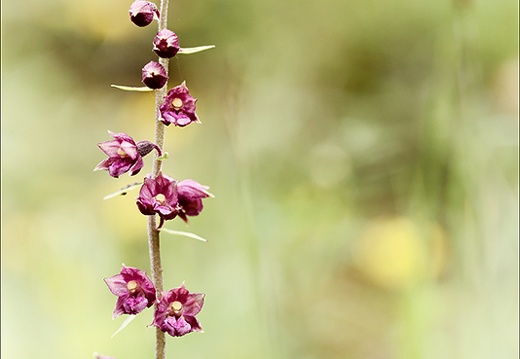 Epipactis atrorubens-Oyo 27+ (354 visits) Epipactis atrorubens-Oyo 27+