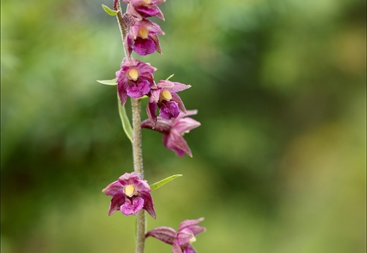 Epipactis atrorubens-Oyo 16 (425 visits) Epipactis atrorubens-Oyo 16
