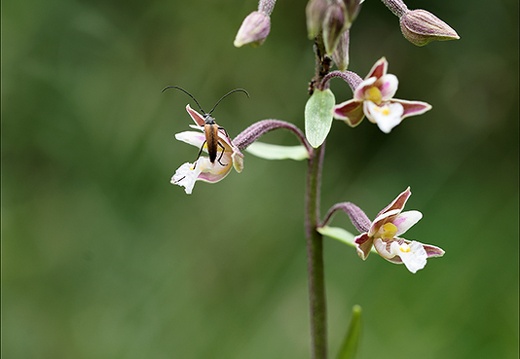 Epipactis palustris-Oyo 01 (623 visits) Epipactis palustris-Oyo 01