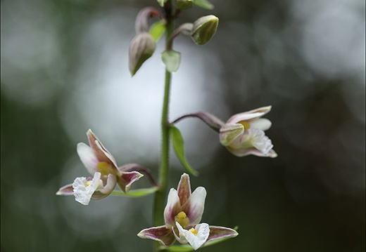 Epipactis palustris-Oyo 11 (325 visits) Epipactis palustris-Oyo 11
