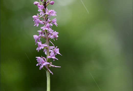 Gymnadenia conopsea- Oyo 07 (333 visits) Gymnadenia conopsea- Oyo 07