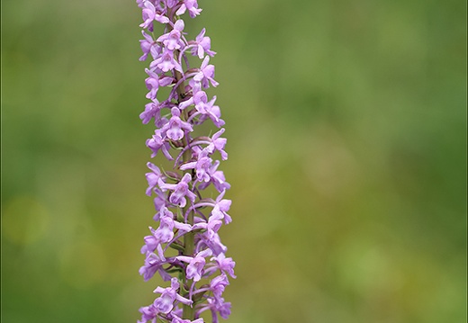 Gymnadenia conopsea- Oyo 05 (748 visits) Gymnadenia conopsea- Oyo 05