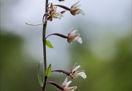Epipactis palustris-Oyo 21 (347 visits) Epipactis palustris-Oyo 21