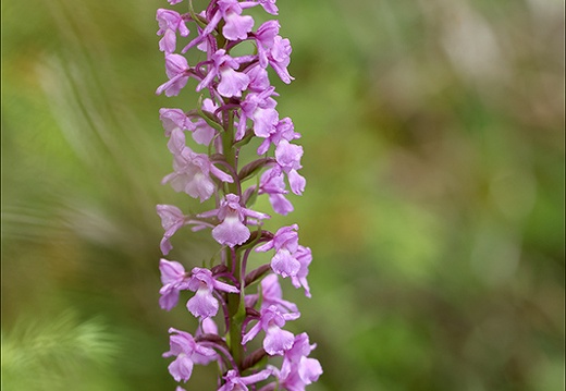 Gymnadenia conopsea- Oyo 13 (469 visits) Gymnadenia conopsea- Oyo 13