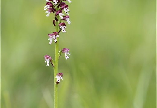 Neotinea ustulata-var estivalis 02 (403 visits) Neotinea ustulata-var estivalis 02