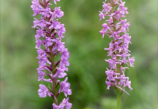 Gymnadenia conopsea- Oyo 11 (360 visits) Gymnadenia conopsea- Oyo 11