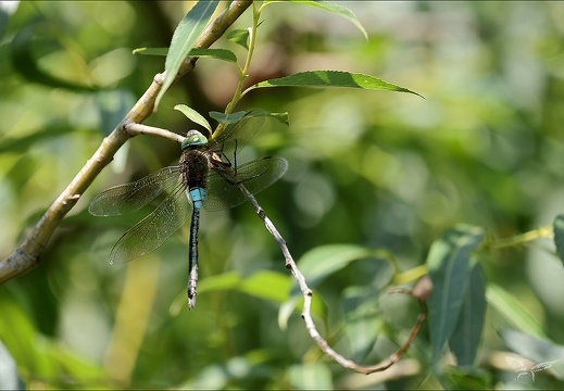 Anax parthenope 01 (1365 visits) Anax parthenope 01