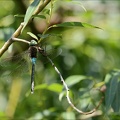Anax parthenope 01