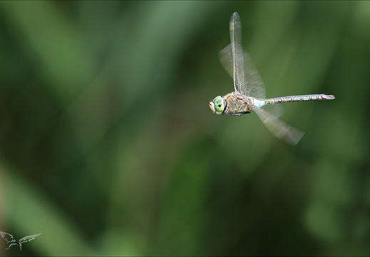 Anax parthenope-Blaches 01 (482 visits) Anax parthenope-Blaches 01