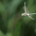 Anax parthenope-Blaches 01