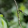 Cordulegaster bidentata 04