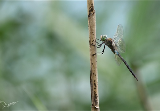Anax parthenope-Blaches 05 (2499 visits) Anax parthenope-Blaches 05
