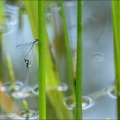 Erythromma viridulum-tandem-Ov 03