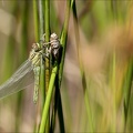 Emergence symp- Bos 05